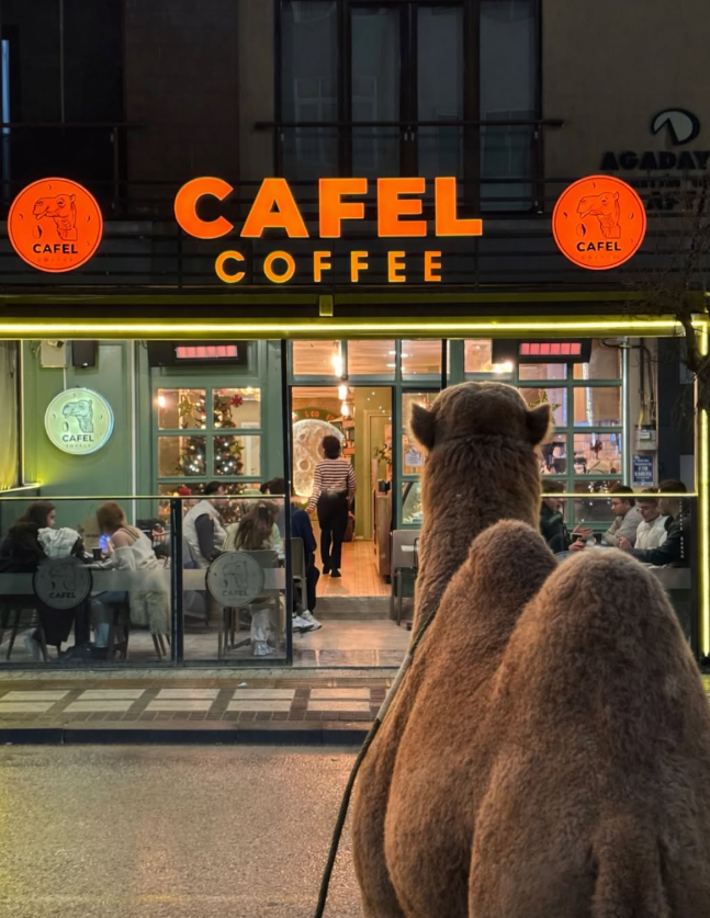 Cafel Coffee Mağaza